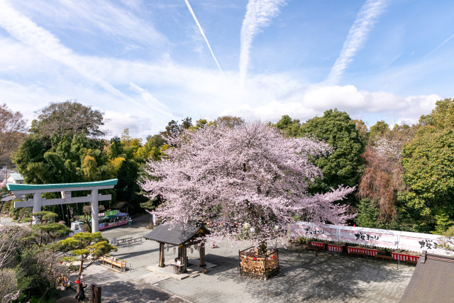 出雲大社相模分祠「南はだの村 桜まつり」【秦野市】